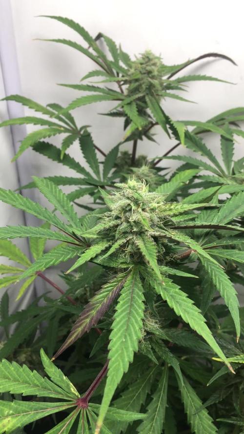 December 2025 | Wedding Cake 🍰