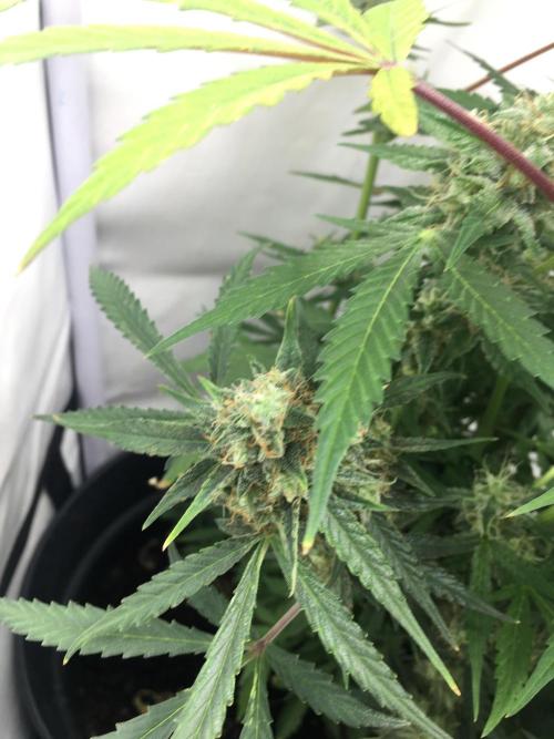 December 2025 | Wedding Cake 🍰. Week 9