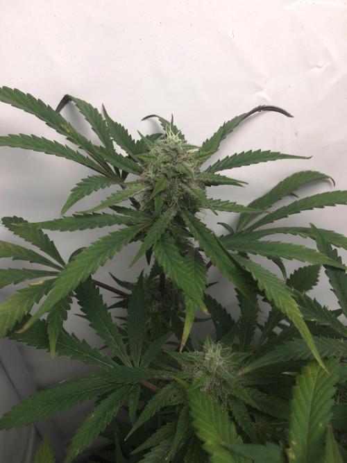 December 2025 | Wedding Cake 🍰. Week 9