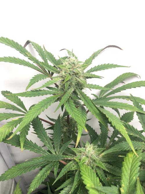 December 2025 | Wedding Cake 🍰. Week 9