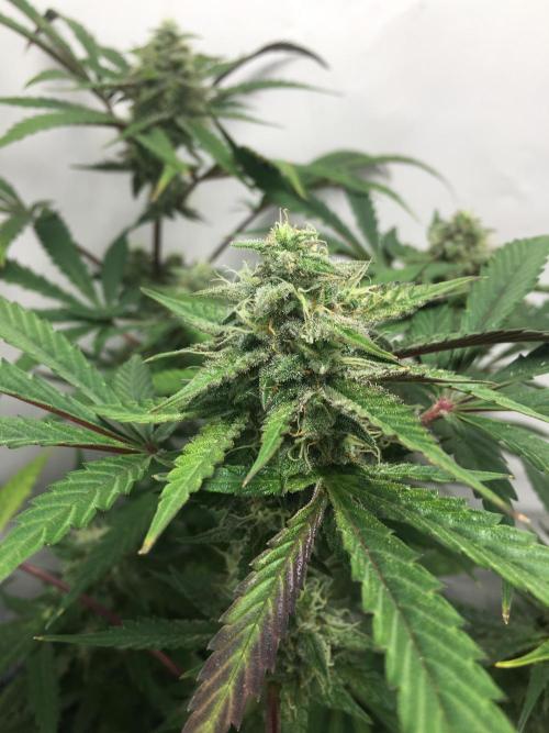 December 2025 | Wedding Cake 🍰. Week 9