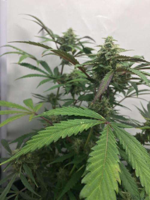 December 2025 | Wedding Cake 🍰. Week 9
