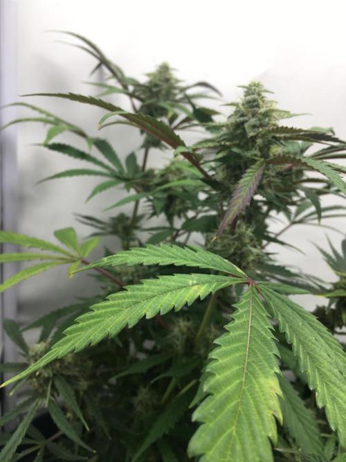 December 2025 | Wedding Cake 🍰. Week 9