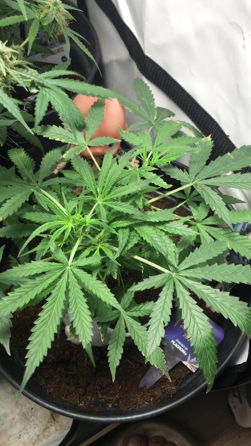 Sticky broccoli  🥦 Eternity Cup 2026