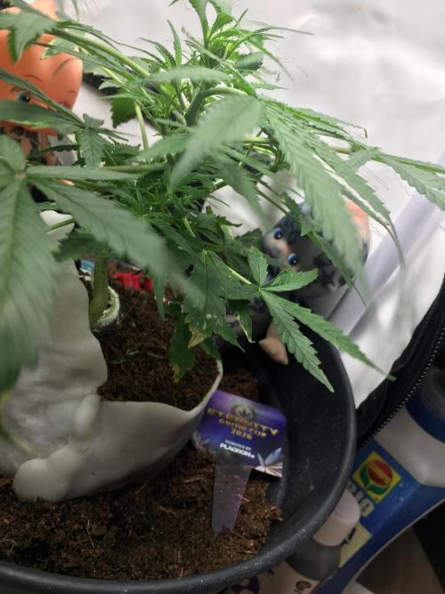 Sticky broccoli  🥦 Eternity Cup 2026. Week 6