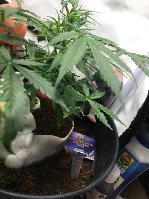 Sticky broccoli  🥦 Eternity Cup 2026. Week 6