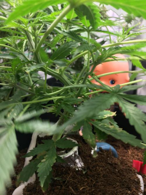 Sticky broccoli  🥦 Eternity Cup 2026. Week 6