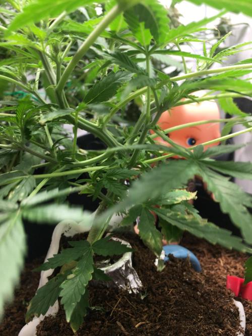 Sticky broccoli  🥦 Eternity Cup 2026. Week 6