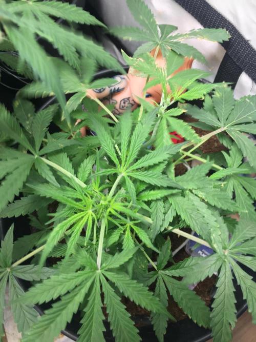 Sticky broccoli  🥦 Eternity Cup 2026. Week 6