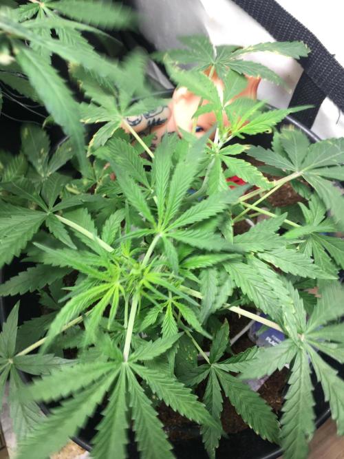 Sticky broccoli  🥦 Eternity Cup 2026. Week 6