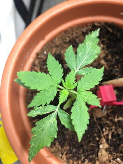 🥦Honey, I Shrunk the Broccoli! Micro. Week 3