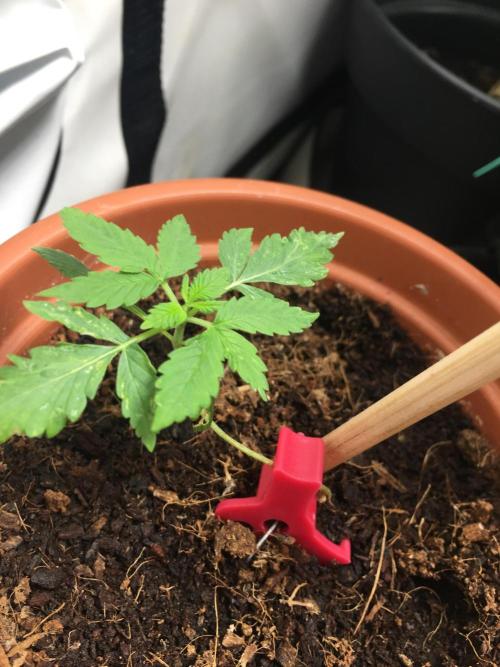 🥦Honey, I Shrunk the Broccoli! Micro. Week 3