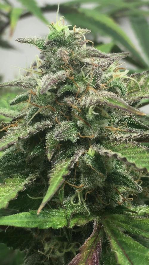 December 2025 | Wedding Cake 🍰