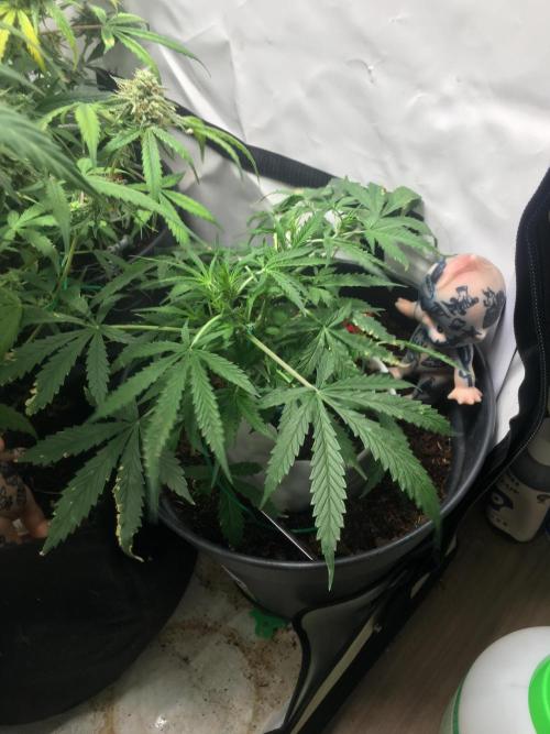 Sticky broccoli  🥦 Eternity Cup 2026. Week 6