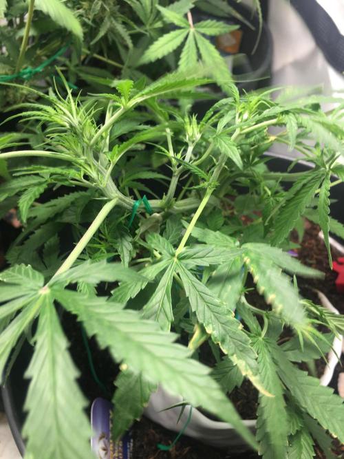 Sticky broccoli  🥦 Eternity Cup 2026. Week 6