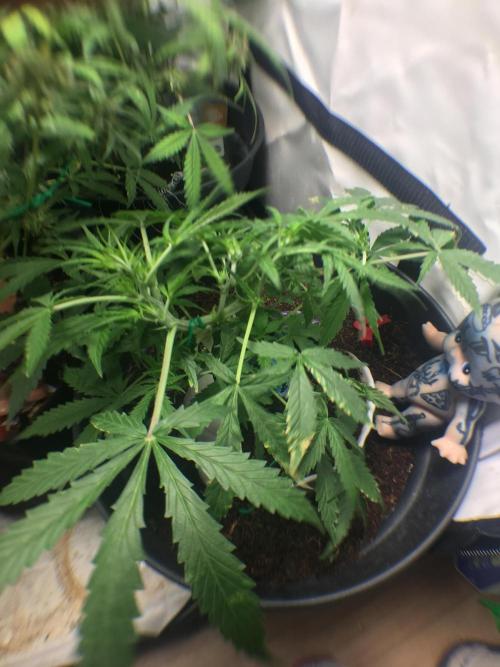 Sticky broccoli  🥦 Eternity Cup 2026. Week 6