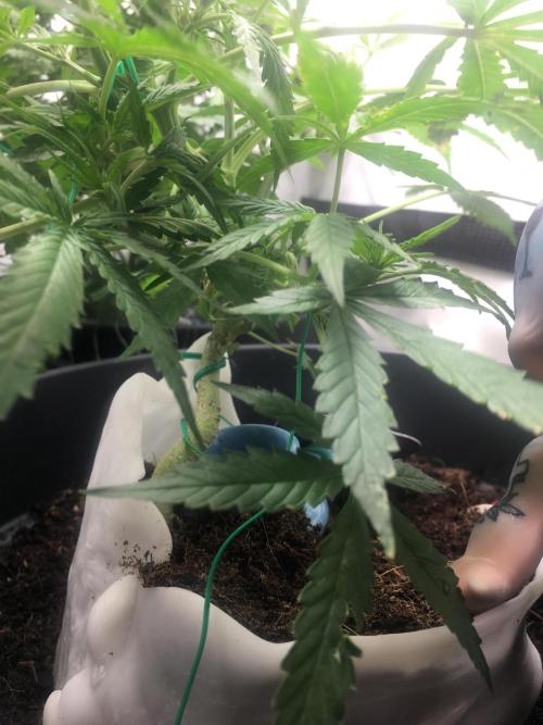 Sticky broccoli  🥦 Eternity Cup 2026. Week 6