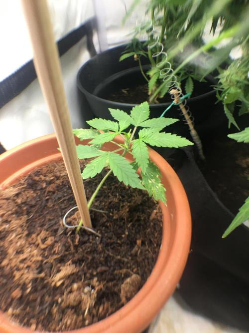 🥦Honey, I Shrunk the Broccoli! Micro. Week 3