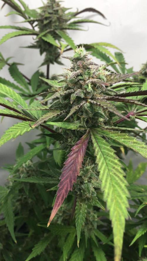 December 2025 | Wedding Cake 🍰