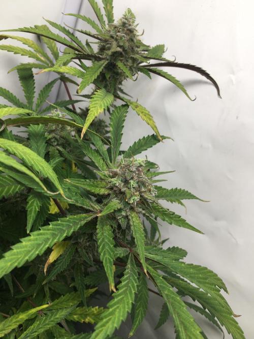 December 2025 | Wedding Cake 🍰. Week 10
