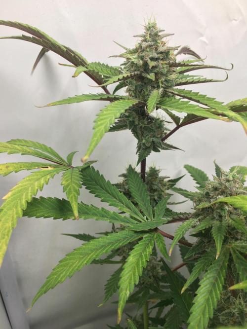 December 2025 | Wedding Cake 🍰. Week 10