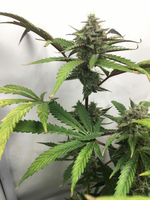 December 2025 | Wedding Cake 🍰. Week 10
