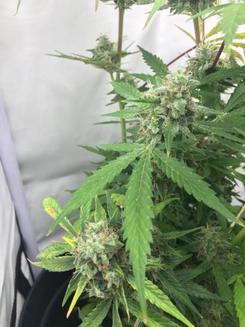 December 2025 | Wedding Cake 🍰. Week 10