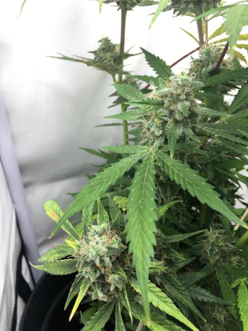 December 2025 | Wedding Cake 🍰. Week 10