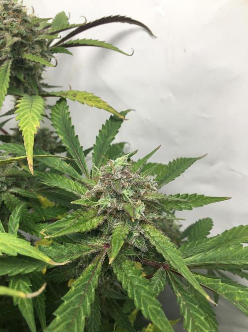 December 2025 | Wedding Cake 🍰. Week 10