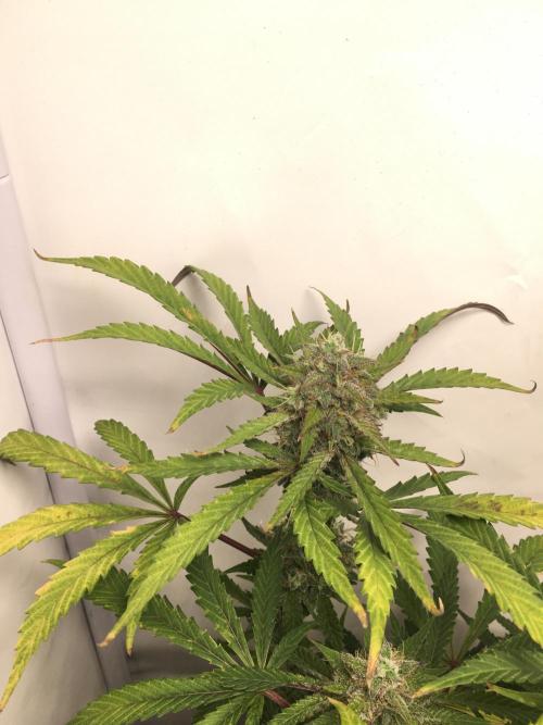 December 2025 | Wedding Cake 🍰. Week 10