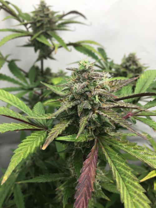 December 2025 | Wedding Cake 🍰. Week 10