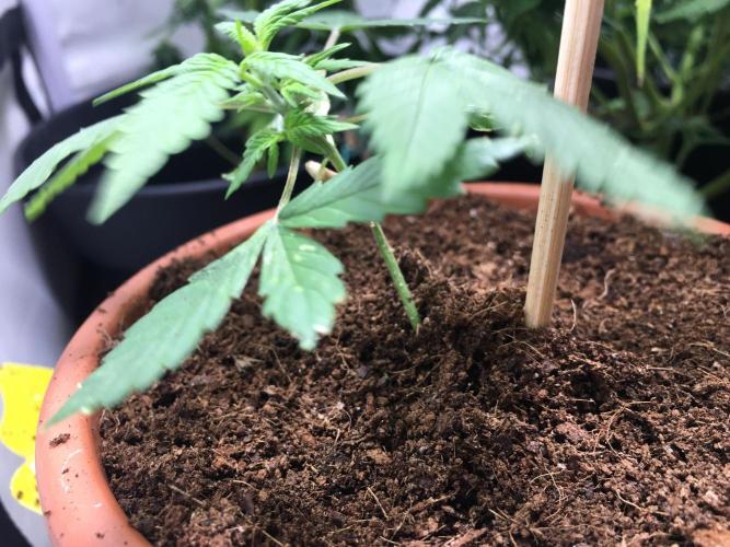 🥦Honey, I Shrunk the Broccoli! Micro. Week 4