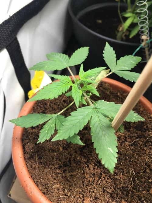 🥦Honey, I Shrunk the Broccoli! Micro. Week 4