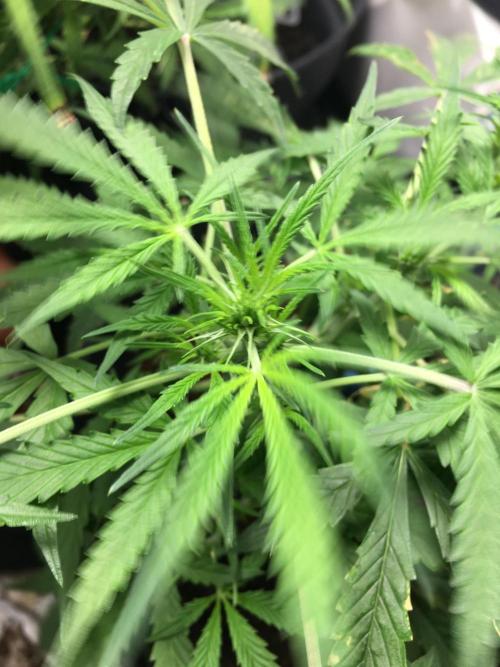 Sticky broccoli  🥦 Eternity Cup 2026. Week 7