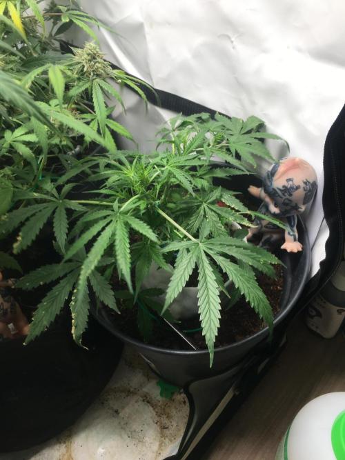 Sticky broccoli  🥦 Eternity Cup 2026. Week 7