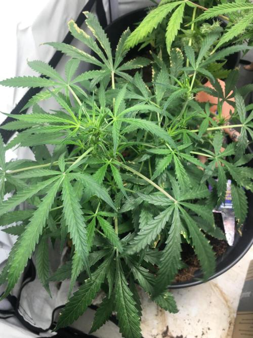 Sticky broccoli  🥦 Eternity Cup 2026. Week 7