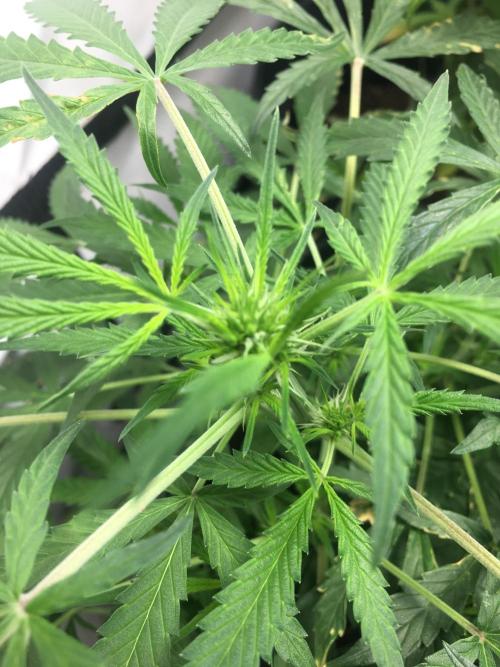 Sticky broccoli  🥦 Eternity Cup 2026. Week 7