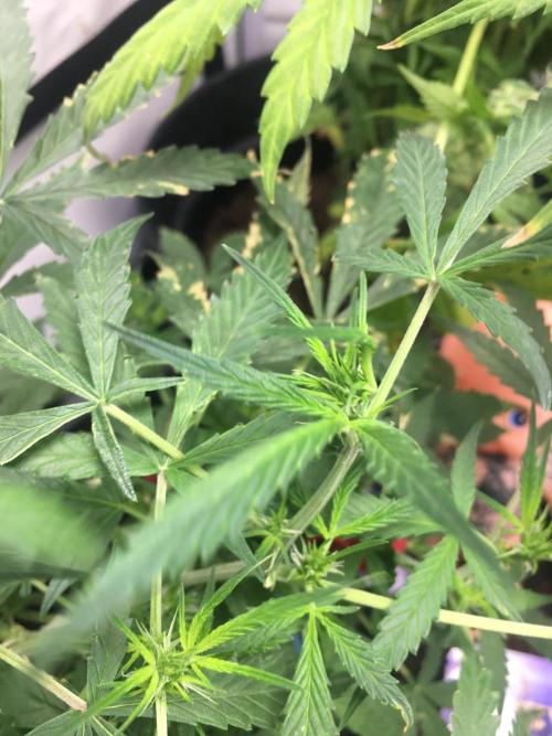 Sticky broccoli  🥦 Eternity Cup 2026. Week 7