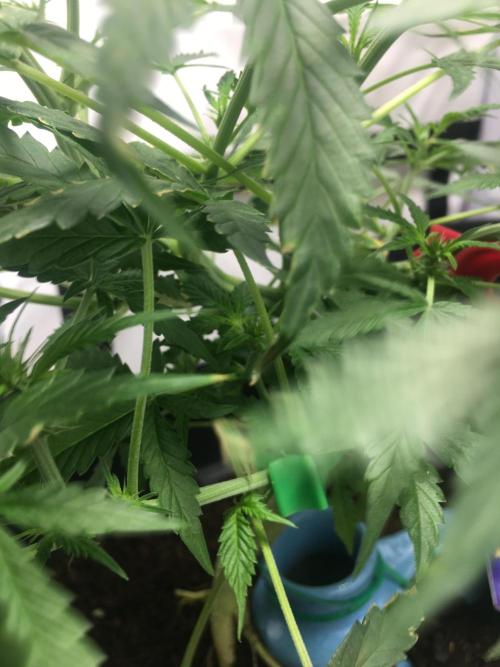 Sticky broccoli  🥦 Eternity Cup 2026. Week 7