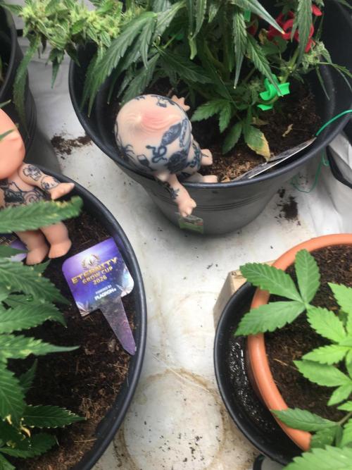 🥦Honey, I Shrunk the Broccoli! Micro. Week 4