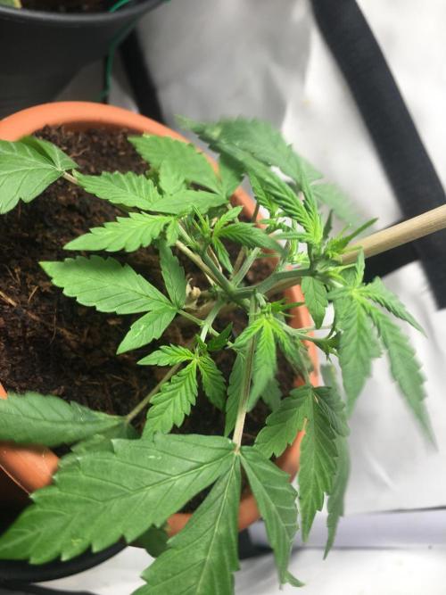 🥦Honey, I Shrunk the Broccoli! Micro. Week 4