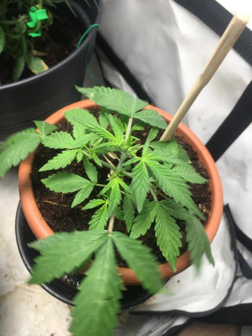 🥦Honey, I Shrunk the Broccoli! Micro. Week 4