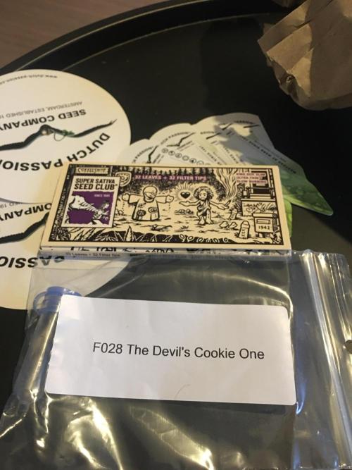 Devil Cookies One | USA Genetics 2026. Week 0