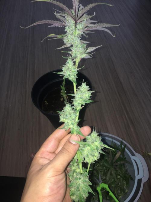 December 2025 | Wedding Cake 🍰. Week 11
