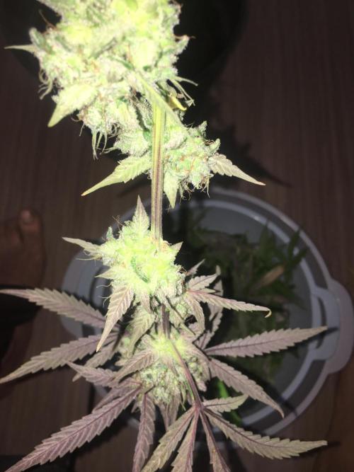 December 2025 | Wedding Cake 🍰. Week 11