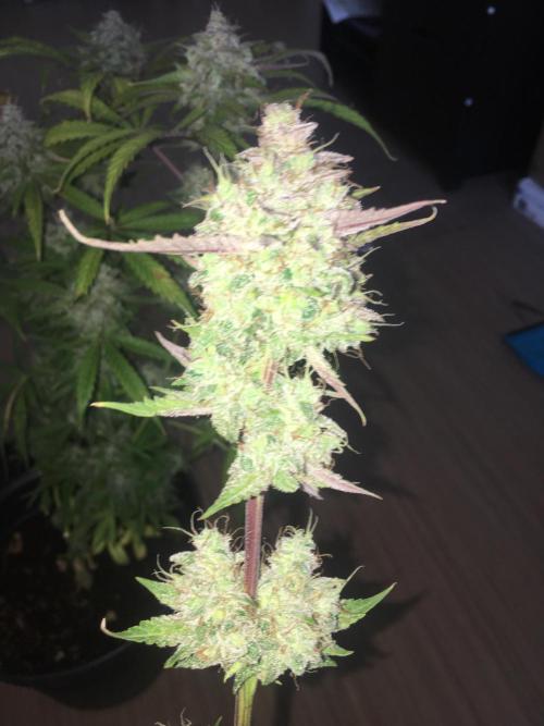 December 2025 | Wedding Cake 🍰. Week 11
