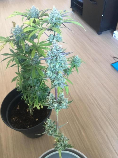 December 2025 | Wedding Cake 🍰. Week 11