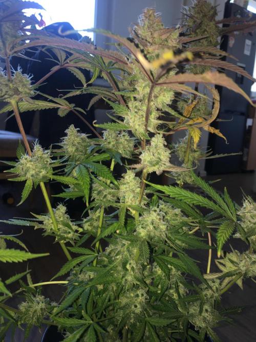 December 2025 | Wedding Cake 🍰. Week 11