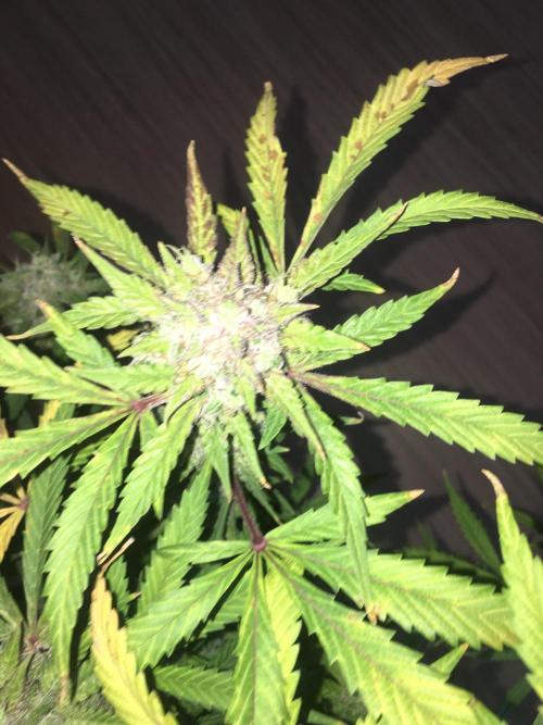 December 2025 | Wedding Cake 🍰. Week 11