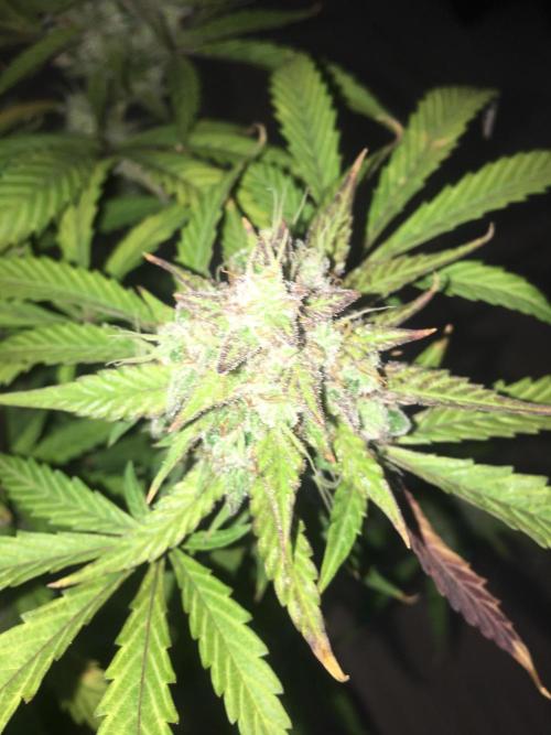 December 2025 | Wedding Cake 🍰. Week 11